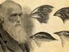 Learn about the life of Charles Darwin and his theory of evolution